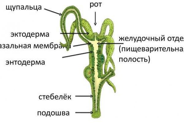 Кракен сайт тор kraken6.at kraken7.at kraken8.at