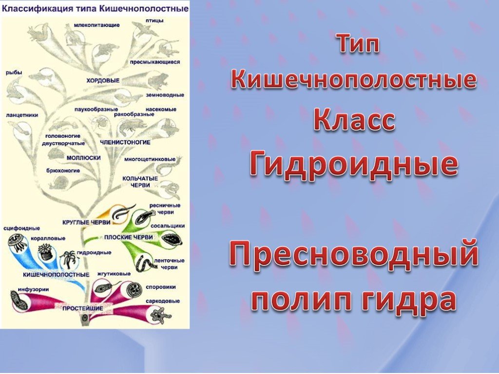 Покупка биткоина с карты сбербанка на меге