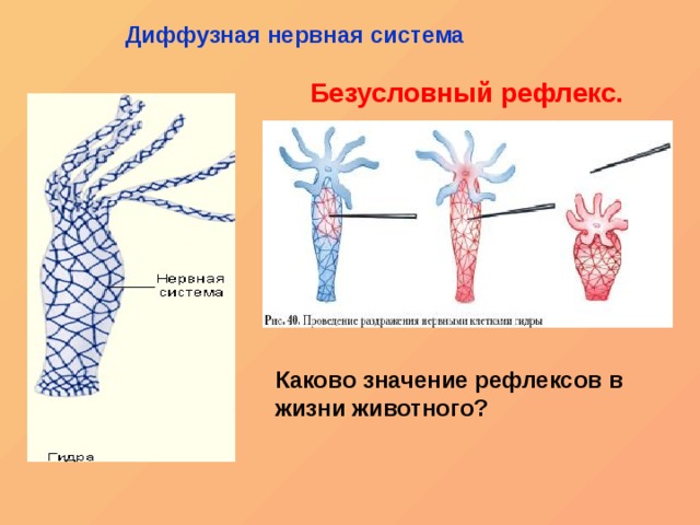 Онион ссылки для тор браузера