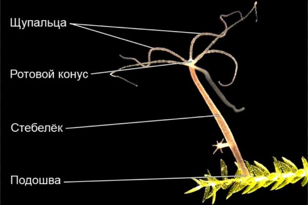 Купить бошки гаш